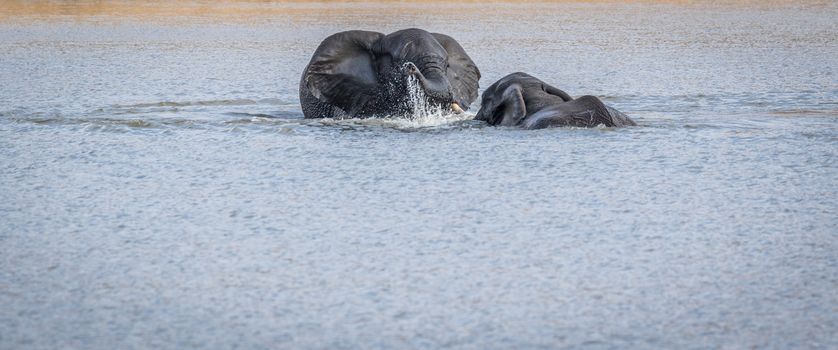 Two Elephants playing in the water in the Kruger National Park, South Africa.