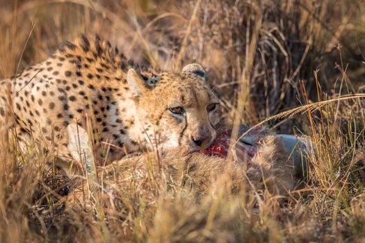 Cheetah eating from a Reedbuck carcass in the Kruger National Park, South Africa.