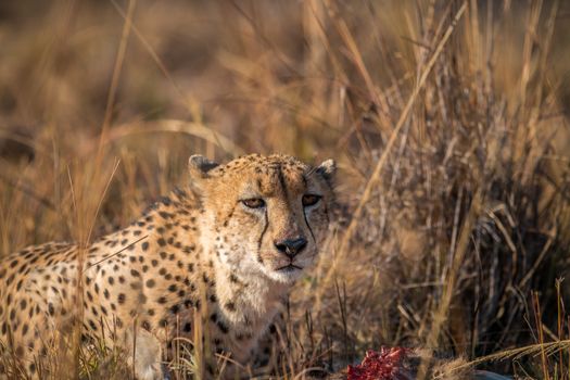 Cheetah eating from a Reedbuck carcass in the Kruger National Park, South Africa.