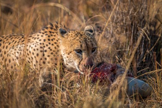 Cheetah eating from a Reedbuck carcass in the Kruger National Park, South Africa.