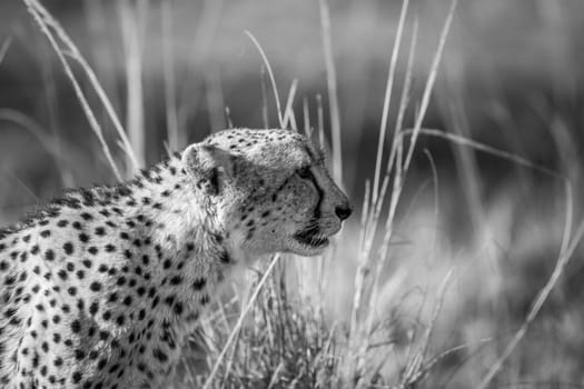 Side profile of a Cheetah in black and white in the Kruger National Park, South Africa.