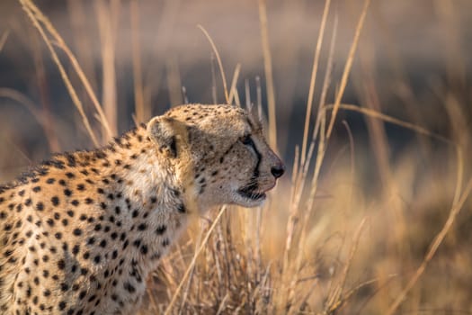 Side profile of a Cheetah in the Kruger National Park, South Africa.
