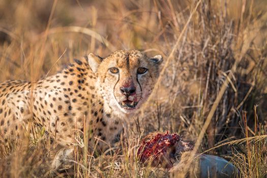 Cheetah eating from a Reedbuck carcass in the Kruger National Park, South Africa.