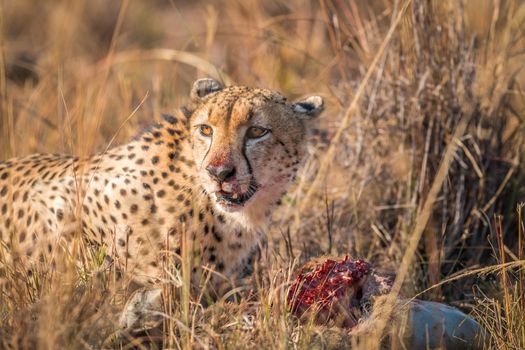 Cheetah eating from a Reedbuck carcass in the Kruger National Park, South Africa.