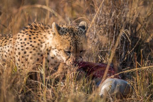 Cheetah eating from a Reedbuck carcass in the Kruger National Park, South Africa.