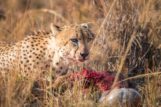 Cheetah eating from a Reedbuck carcass in the Kruger National Park, South Africa.