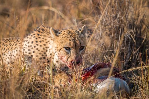 Cheetah eating from a Reedbuck carcass in the Kruger National Park, South Africa.