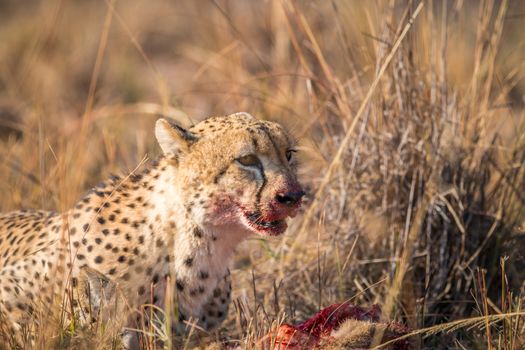 Cheetah eating from a Reedbuck carcass in the Kruger National Park, South Africa.