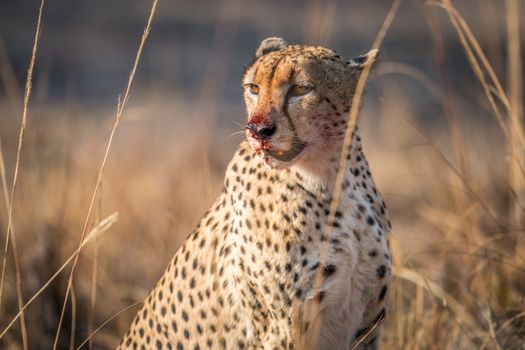 Starring Cheetah with a bloody face in the Kruger National Park, South Africa.