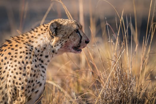 Starring Cheetah with a bloody face in the Kruger National Park, South Africa.