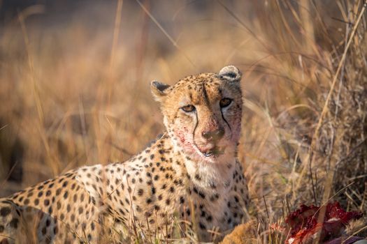 Cheetah eating from a Reedbuck carcass in the Kruger National Park, South Africa.