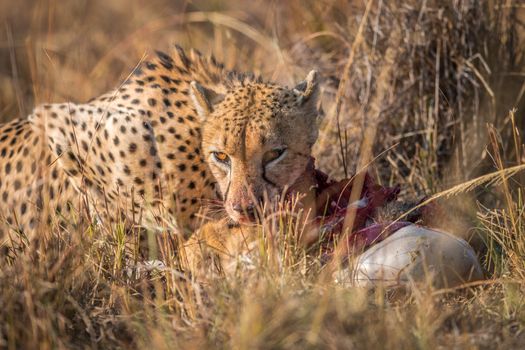 Cheetah eating from a Reedbuck carcass in the Kruger National Park, South Africa.