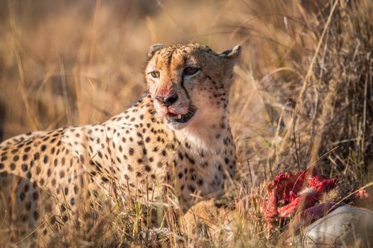 Cheetah eating from a Reedbuck carcass in the Kruger National Park, South Africa.