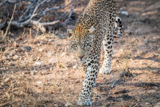 Leopard walking towards the camera in the Kruger National Park, South Africa.