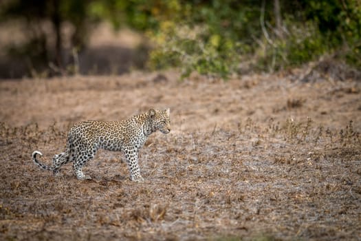Young Leopard walking in the grass in the Kruger National Park, South Africa.