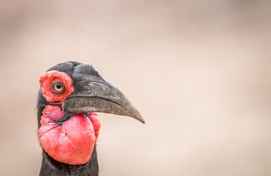 Close up of a Southern ground hornbill in the Kruger National Park, South Africa.