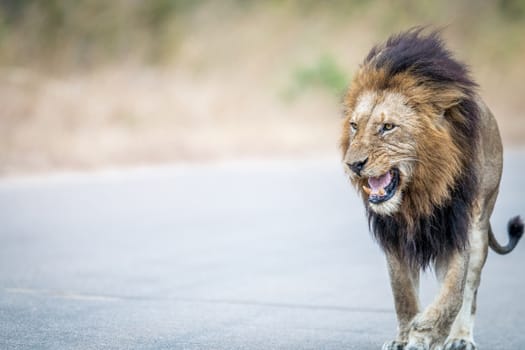 Lion walking towards the camera in the Kruger National Park, South Africa.