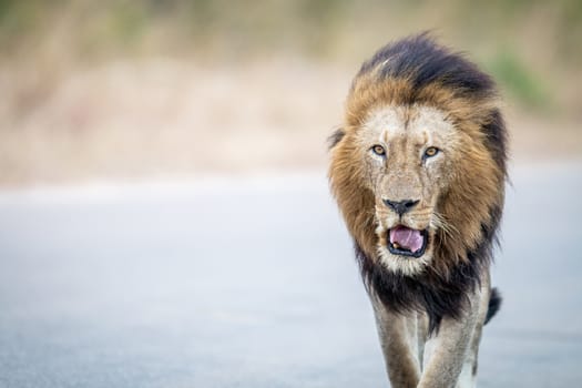 Lion walking towards the camera in the Kruger National Park, South Africa.