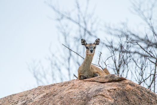 A female Klipspringer laying on a rock in the Kruger National Park, South Africa.