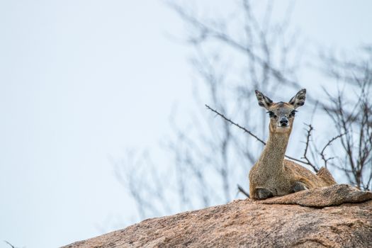 A female Klipspringer laying on a rock in the Kruger National Park, South Africa.