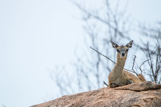 A female Klipspringer laying on a rock in the Kruger National Park, South Africa.