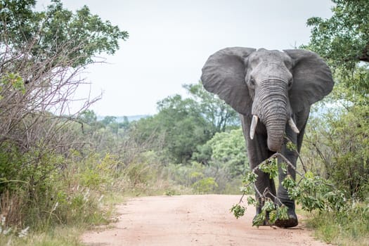 A big bull Elephant dragging a branch on the road in the Kruger National Park, South Africa.