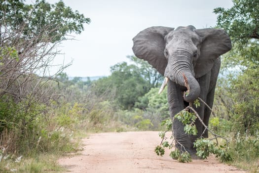 A big bull Elephant dragging a branch on the road in the Kruger National Park, South Africa.