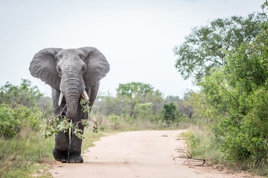 A big bull Elephant dragging a branch on the road in the Kruger National Park, South Africa.