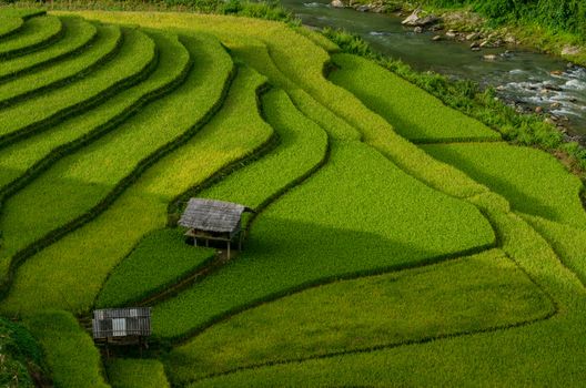 Green Rice fields on terraced in Muchangchai, Vietnam Rice fields prepare the harvest at Northwest Vietnam.Vietnam landscapes.