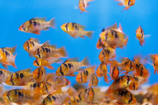 Large group of small fishes swimming in the water