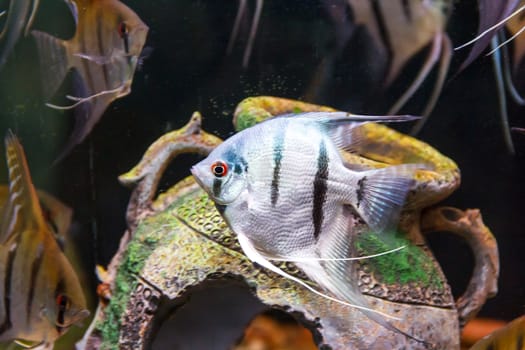 Triangle shaped gray scalare on background of an amphora swimming in aquarium