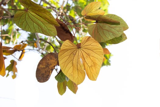 The gold leaf in nature only found along the creeks in rainforest and can be sale as gift in a frame and stuffed