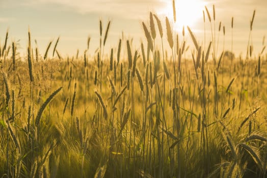 Grain field in the Achterhoek in the Netherlands with a setting sun
