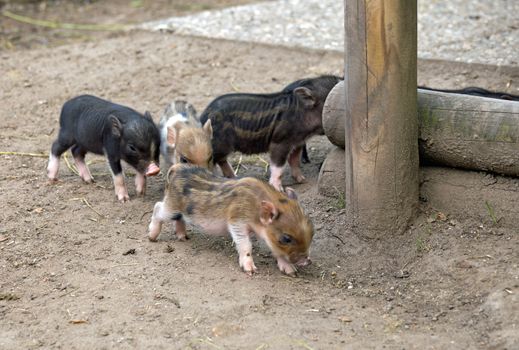 Several pot bellied pig (piglet)