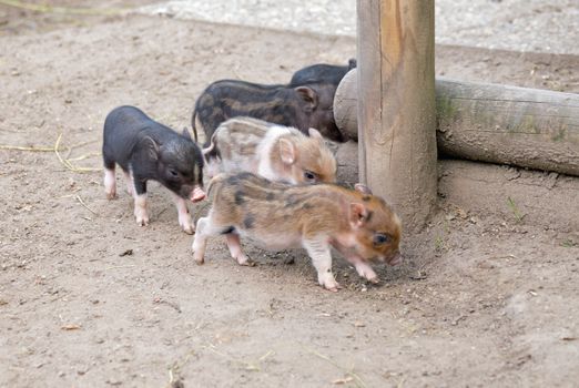 Several pot bellied pig (piglet)