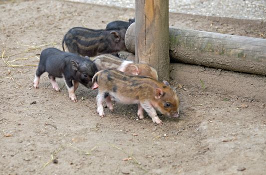 Several pot bellied pig (piglet)