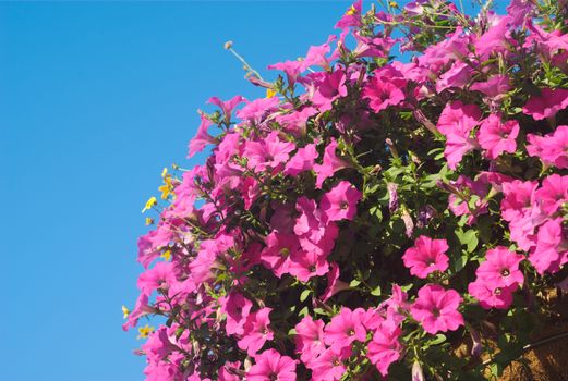 flowers on blue sky, pink closeup colourful floral