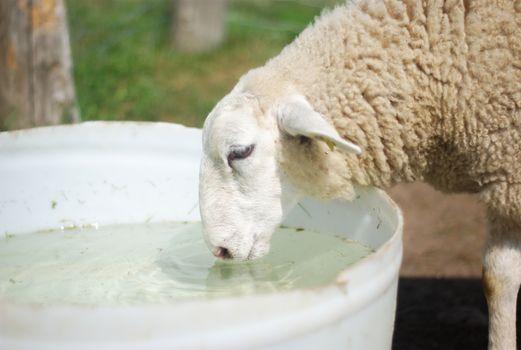 sheep at the farm drinking water in a white plastic bucket