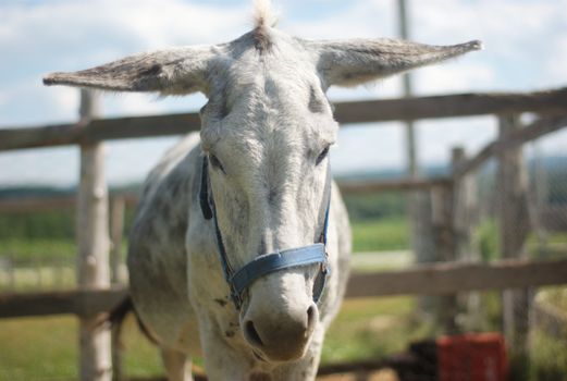 grey donkey head at the farm outside with flat ears