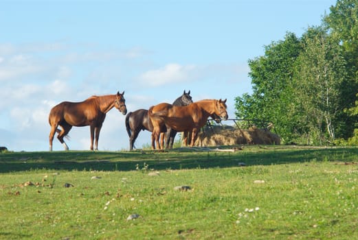 many horses in a field, rural scene with sunlight