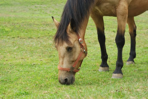 head horse grazing eating grass in field green meadow close-up