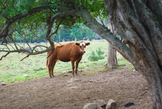 cow under a tree, brown and white mammal farm field country scene