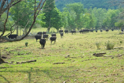 black cows herd in green field during a sunny day rural scene