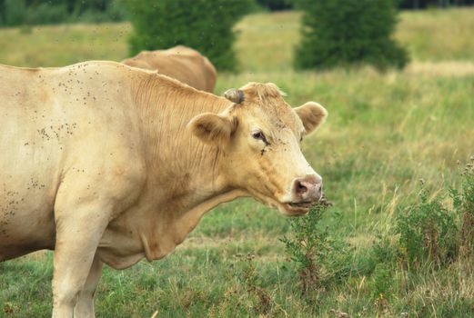 cow portrait in a field, light brown farm mammal
