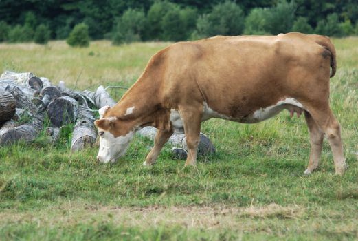 brown cow eating grass, herb in field country scene dairy farm