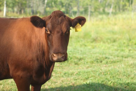 brown cow head portrait in field