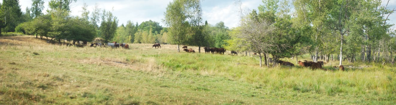 landscape panorama with cows and trees, green field dairy farming land