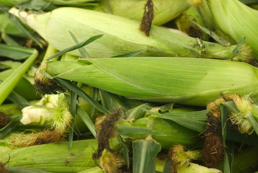 corn on cob background green leafs full view