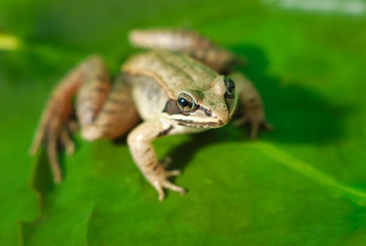 wood frog and green waterlily, amphibian macro and green leaf