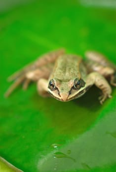 wood frog and waterlily, amphibian macro detail and green leaf